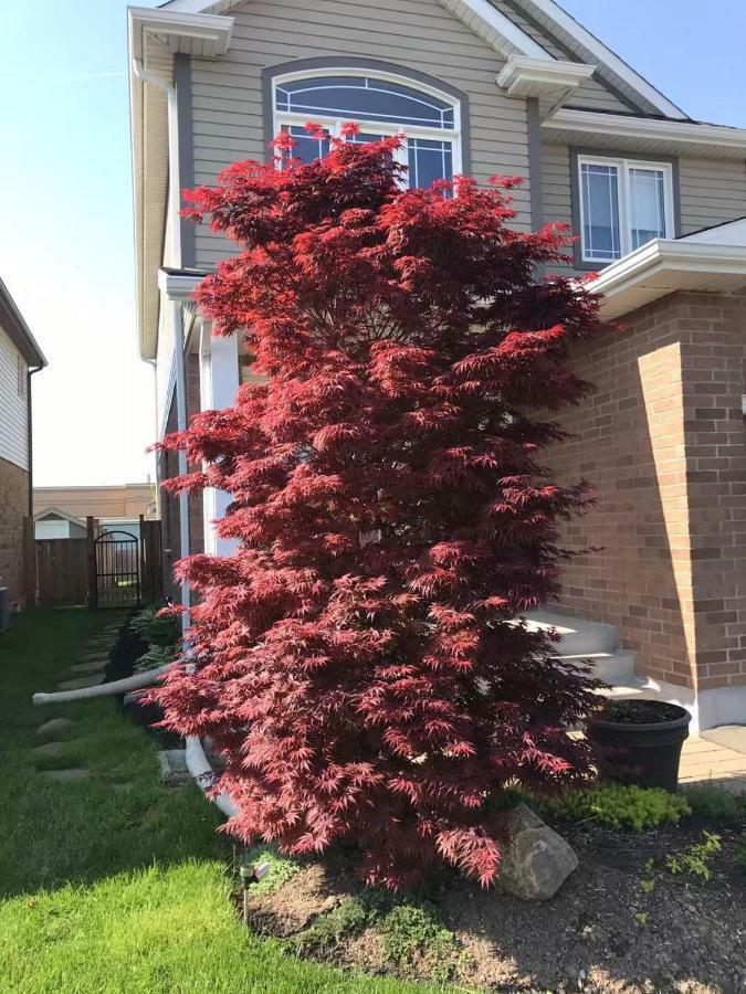 Rainbow Home Niagara Falls Exterior photo